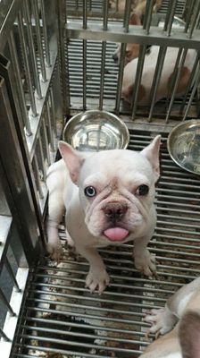 Chó Bull Pháp cái thuần chủng màu hiếm.