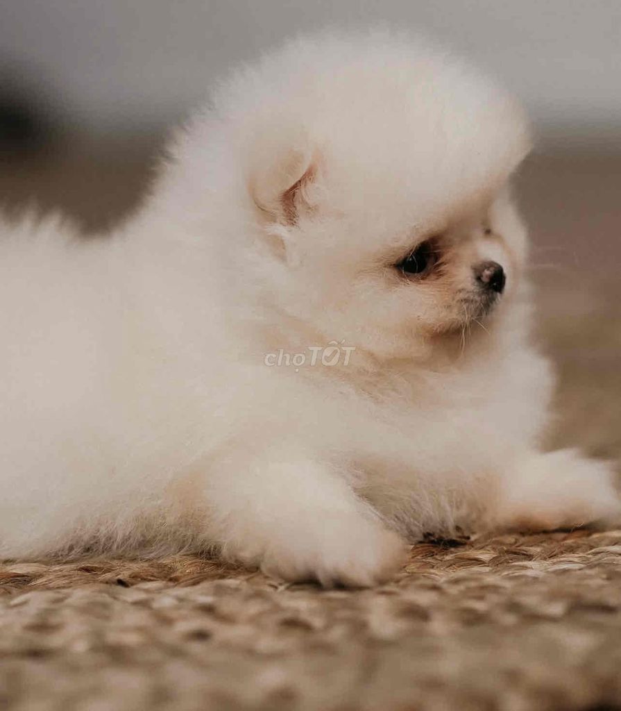 Chó Phốc Sóc Trắng mini biết đi vệ sinh đúng chỗ. Mua bán Chó tại Thành phố Bà Rịa Bà Rịa - Vũng Tàu được đăng bởi Chaien Pet Shop hình 1