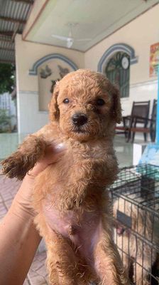 1be poodle 1trieu. Mua bán Chó tại Huyện Châu Thành An Giang được đăng bởi Tuyen