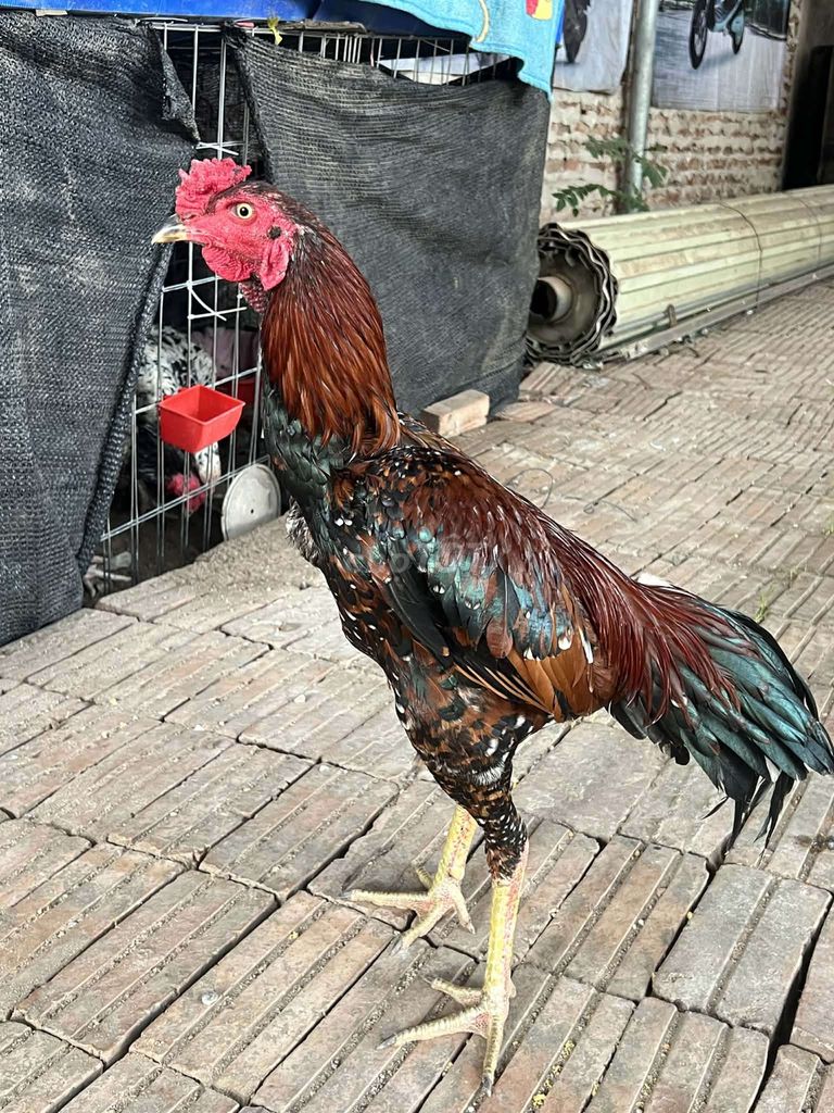 Gà tía ta. Mua bán Gà tại Huyện Bình Giang Hải Dương được đăng bởi khanh hình 1