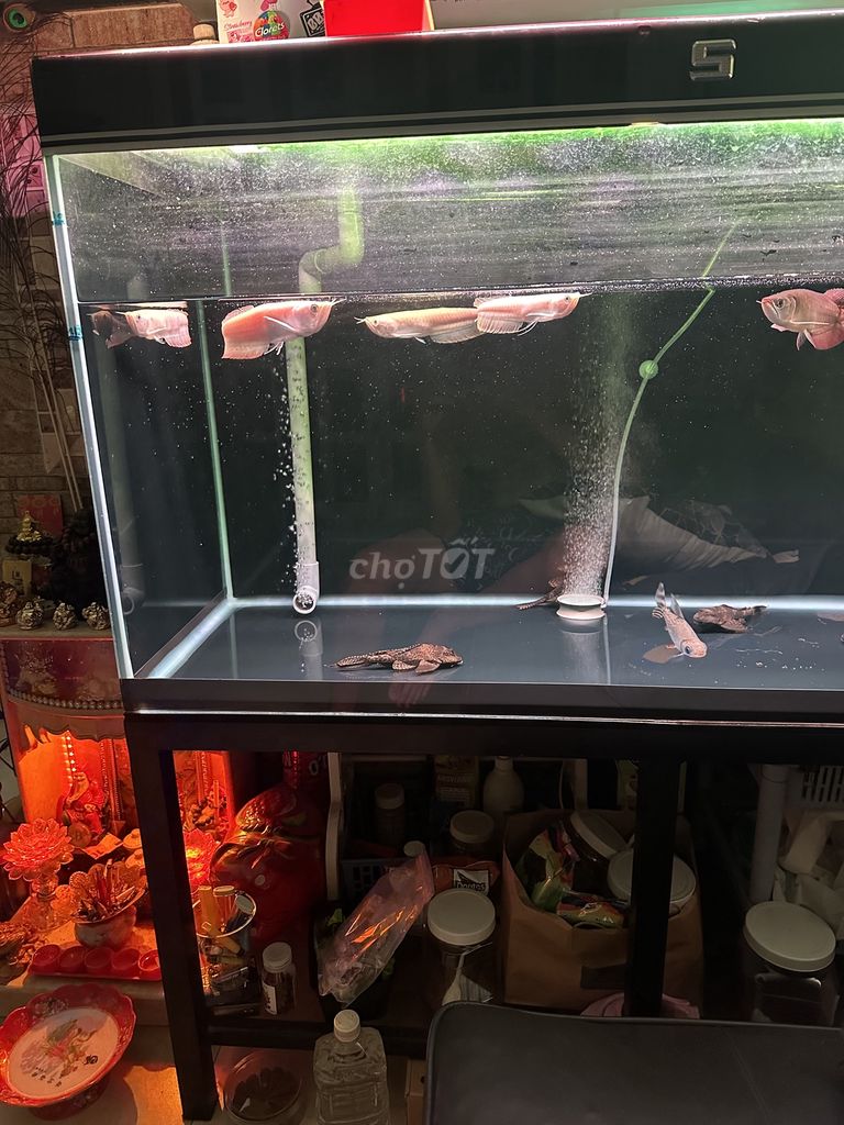 4 em ngân Long abino size chuẩn đẹp(1em gù lưng)