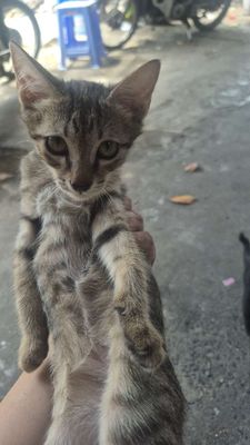 Mèo mướp lai Anh Vàng Đen