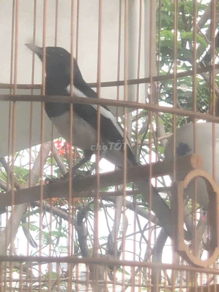 Chim chòe than đuôi dài ghép sinh sản đen trắng. Mua bán Chim tại Quận 12 Tp Hồ Chí Minh được đăng bởi Hung Nguyen Ngoc Hung hình 1