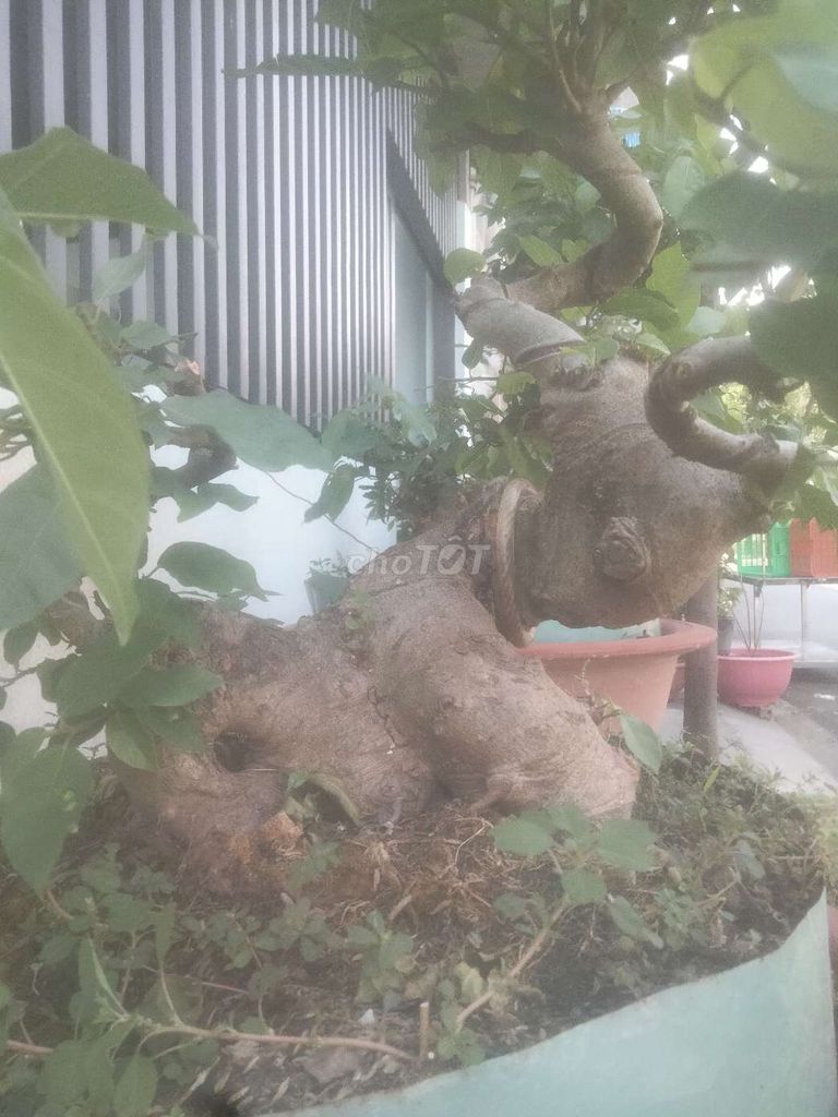 Cây cảnh Sung nếp dáng thú 70-80cm xanh tươi. Mua bán Cây cảnh, đồ trang trí tại Huyện Hóc Môn Tp Hồ Chí Minh được đăng bởi Út Chi hình 1