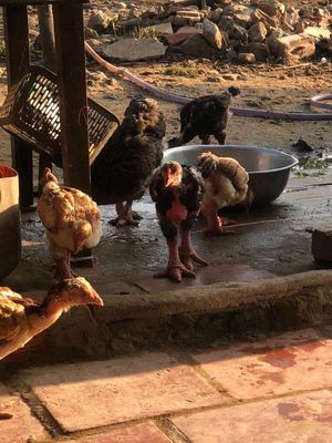 Đàn gà đông tảo tuyển chọn. Mua bán Gà tại Quận 11 Tp Hồ Chí Minh được đăng bởi Ben