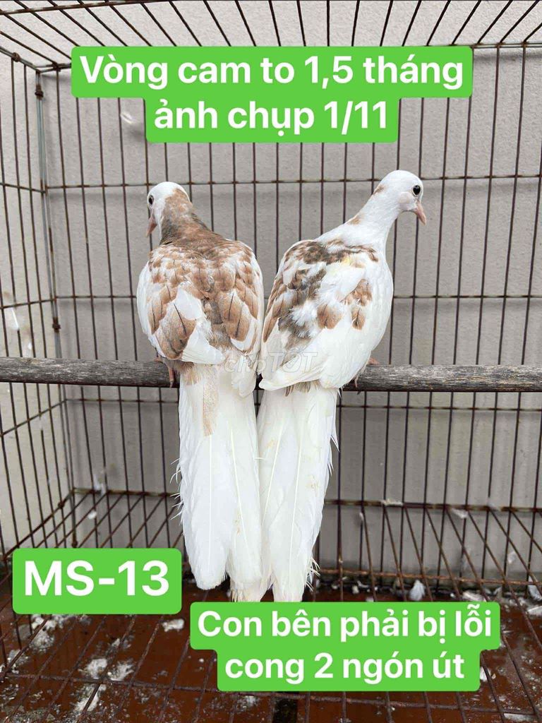 cu gáy thái. Mua bán Chim tại Quận Hoàng Mai Hà Nội được đăng bởi Hùng hình 3