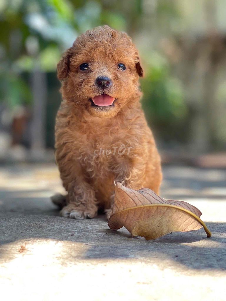 BÁN CHÓ POODLE ĐÁNG YÊU !!!
