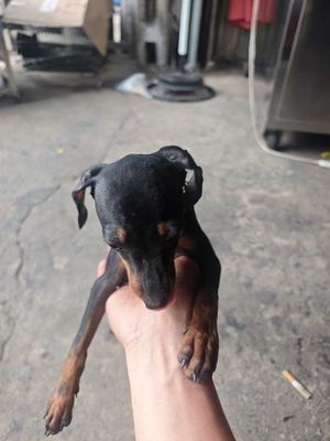 Chó Phốc Sóc Cái màu Đen vàng