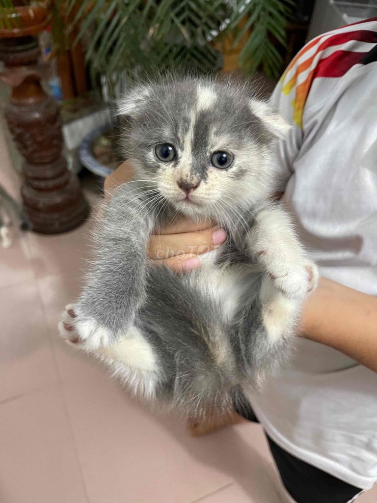 MÈO ANH LÔNG NGẮN TAI CỤP. Mua bán Mèo tại Huyện Mai Sơn Sơn La được đăng bởi Nguyễn Khánh Huyền hình 2