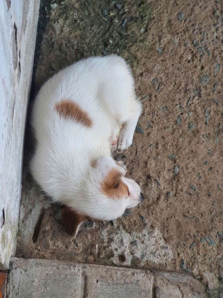 Chó Nhật lai Corgi cái đã chích ngừa. Mua bán Chó tại Thành phố Bến Tre Bến Tre được đăng bởi Ánh Ngọc hình 1