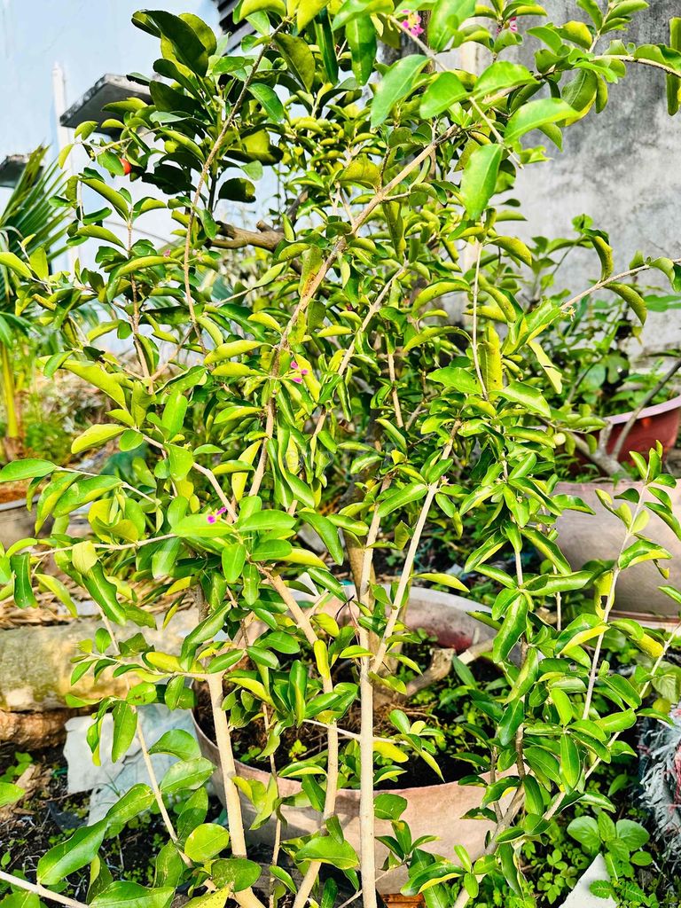 Sơ Ri cây khỏe đẹp đang bông trái - 122364363