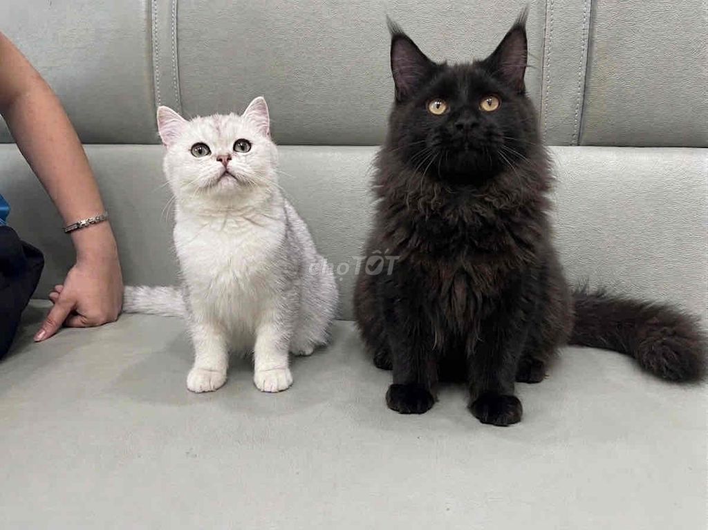 Mèo nhà main coon , silver. Mua bán Mèo tại Thành phố Thủ Đức Tp Hồ Chí Minh được đăng bởi nguyen kim hình 1