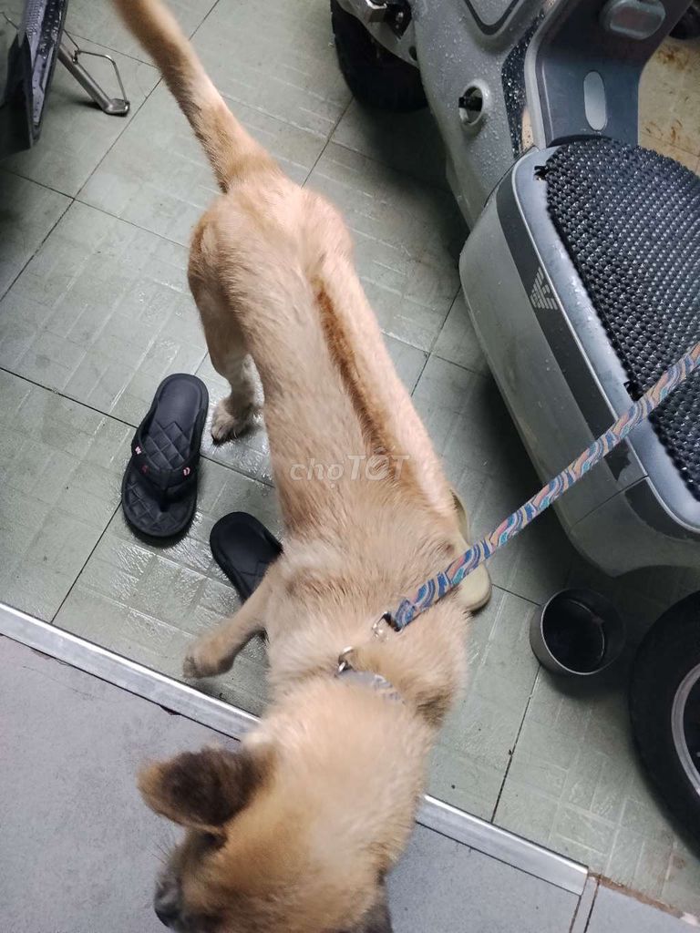 Chó Phú Quốc Vàng Lưỡi đốm móng neo. Mua bán Chó tại Quận 4 Tp Hồ Chí Minh được đăng bởi Ngọc Trần Hly hình 1