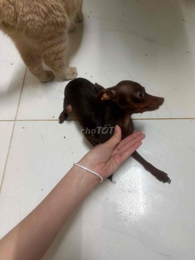 Chó Phốc hươu mini nhỏ. Mua bán Chó tại Quận Thanh Khê Đà Nẵng được đăng bởi Xuân Hạ hình 1