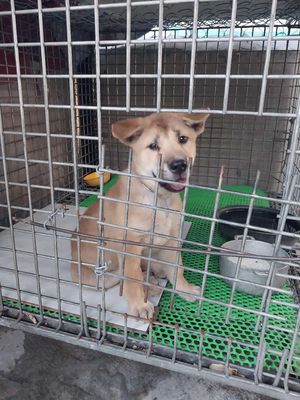 Chó Mông Cộc đực 2 tháng tuổi