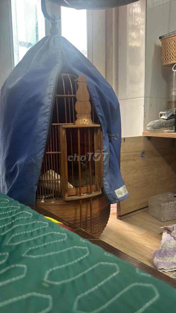 Chim Mi lỗi 1 móng. Mua bán Chim tại Quận Tân Bình Tp Hồ Chí Minh được đăng bởi vũ hình 1
