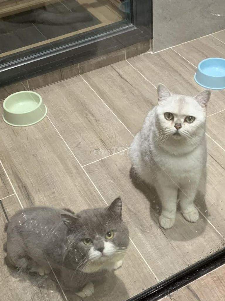 Mèo Anh lông ngắn màu bicolor, silver. Mua bán Mèo tại Quận Hà Đông Hà Nội được đăng bởi chau le hình 1