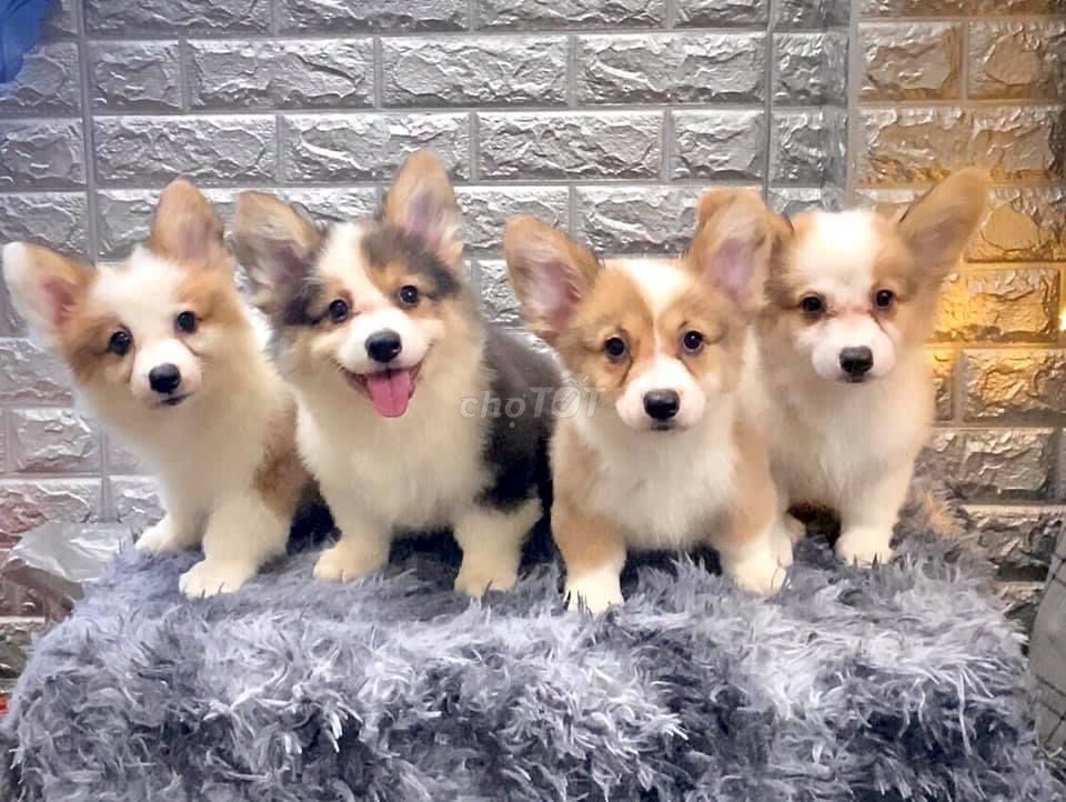 bán chó corgi sẵn petshop 130 đường 2/9 đà nẵngg. Mua bán Chó tại Quận Hải Châu Đà Nẵng được đăng bởi Chó Cảnh Đà Nẵng 130 đường 2 9  hình 1