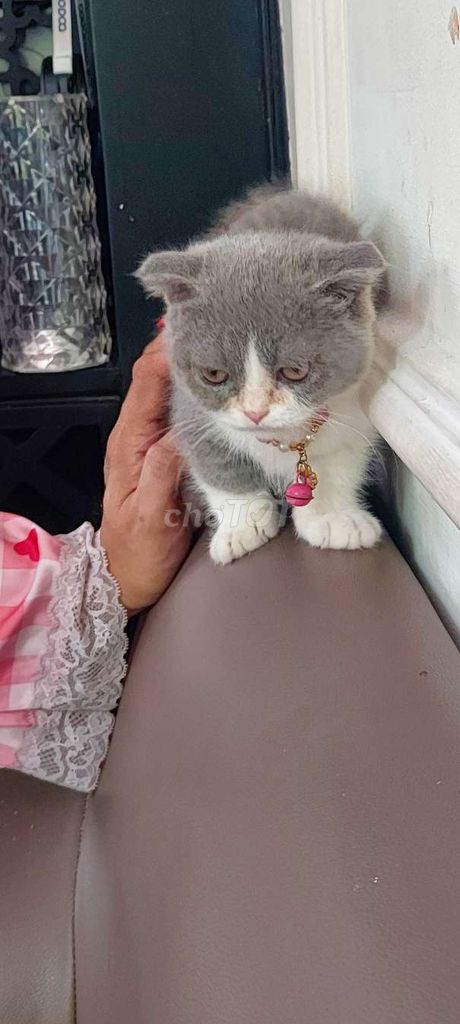 bi-khơ-lơ chân lùn. Mua bán Mèo tại Huyện Hóc Môn Tp Hồ Chí Minh được đăng bởi Sống Cô Độc hình 1