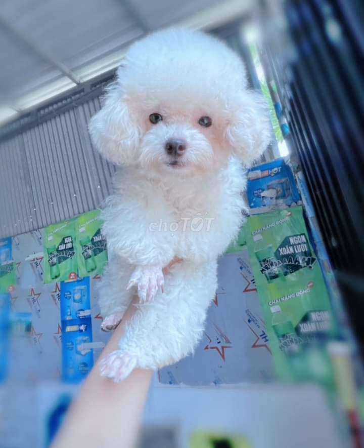 Poodle trắng tinh 2kg thuần chủng (Phối)