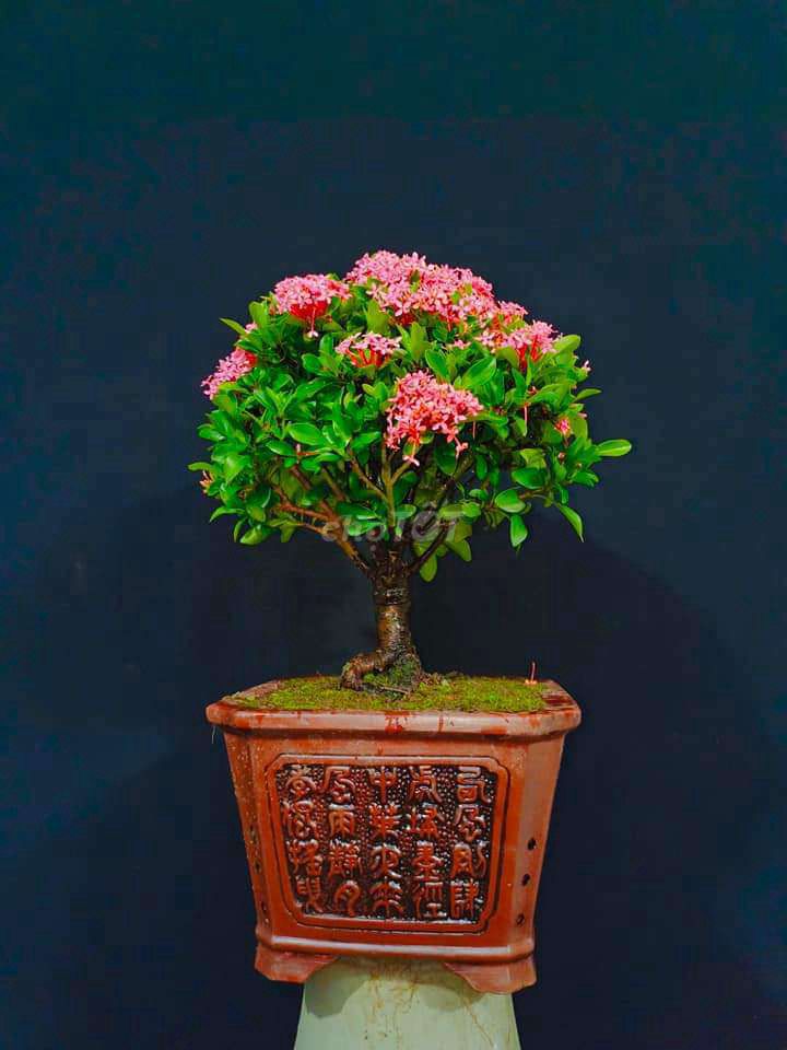 Cây Trang Hồng bonsai cao 30cm