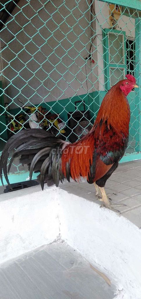 Xanh 2,7 tơ tay cục mau chơi. Mua bán Gà tại Huyện Phong Điền Cần Thơ được đăng bởi Ký cần Thơ  hình 1