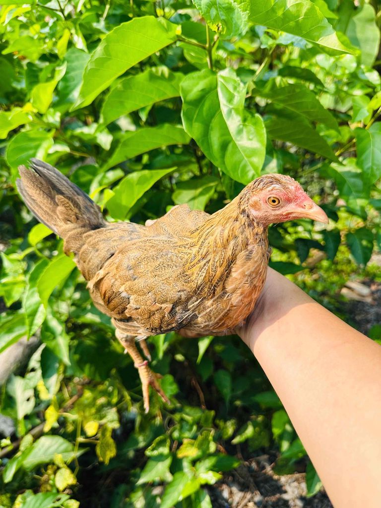 Gà Mái tre mỹ keso 3-4 tháng. Mua bán Gà tại Huyện Bến Lức Long An được đăng bởi Phong hình 1