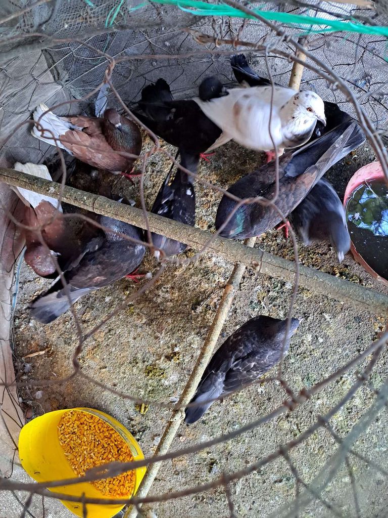 Chim bồ câu Đa màu. Mua bán Chim tại Huyện Long Điền Bà Rịa - Vũng Tàu được đăng bởi ty hình 1