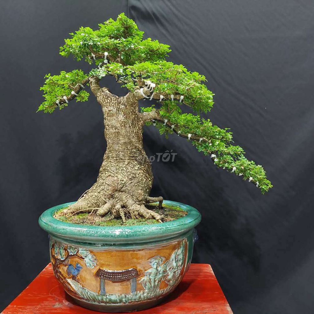 Cây cần thăng văn nhân cao 58cm