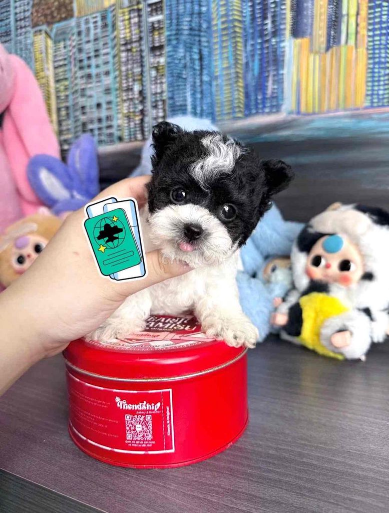 Poodle tìm bát ăn mới. Mua bán Chó tại Quận Bình Thạnh Tp Hồ Chí Minh được đăng bởi Phạm Tiến hình 1