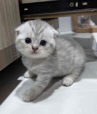 mèo anh tappy