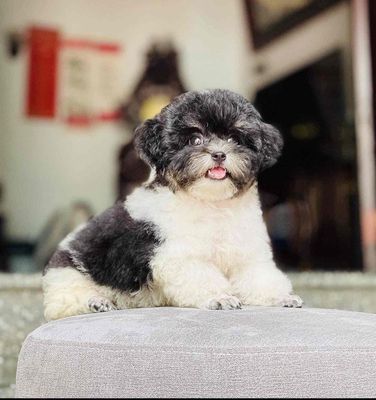 Chó Poodle Cái 8tháng Panda Tyni 2kg Thuần Chủng