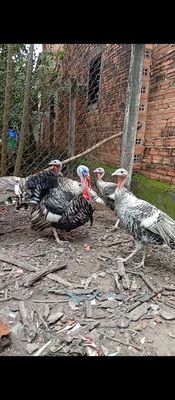 Bán 4con gà khổng lồ_ 1Trống 7kg, 3Mái 3kg_4kg/con. Mua bán Gà tại Huyện Củ Chi Tp Hồ Chí Minh được đăng bởi THANH