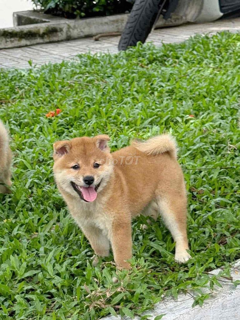 CHÓ SHIBA INU THUẦN CHỦNG HCM