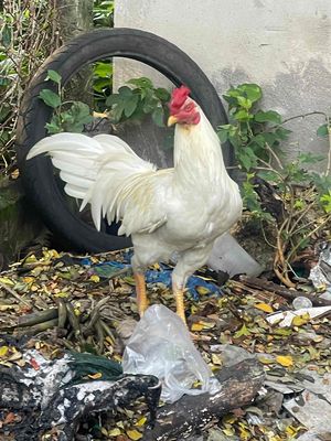 úa thái mỹ 10th hiện 3k1. Mua bán Gà tại Huyện Hóc Môn Tp Hồ Chí Minh được đăng bởi Trần Hải Đăng