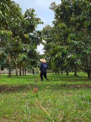 Chú chín cần bán nhanh vườn sầu riêng 1500m2