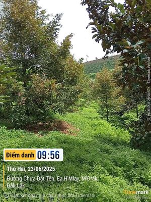 Đất vườn 2,3 hecta ngay đường nhựa giá hấp dẫn 2,2 tỷ. Mua bán đất tại Huyện M'Đrắk Đắk Lắk được đăng bởi Dũng Nguyễn