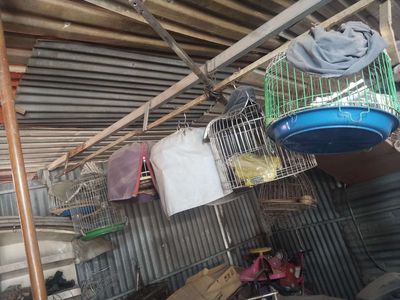 Có mấy lồng cu căn giao lưu lồng hút mật. Mua bán Phụ kiện, Thức ăn, Dịch vụ tại Quận 6 Tp Hồ Chí Minh được đăng bởi Nguyễn Văn út 