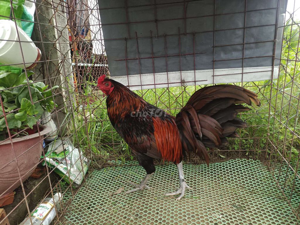 Khét 3ky hàng hiệu. Mua bán Gà tại Huyện Mỏ Cày Nam Bến Tre được đăng bởi Hưng bui  hình 3