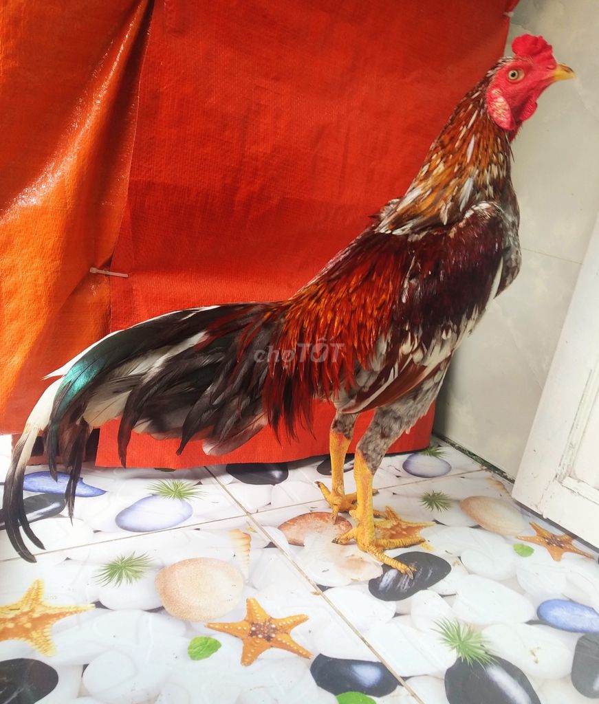 ☘️ Bông Asik pakictan 2kg3 tay tốt nết dữ 🐔