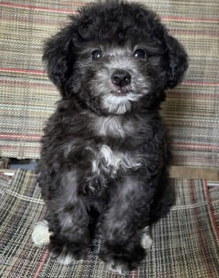 Cái + Poodle Tiny Xám + 2 tháng rưỡi +1kg