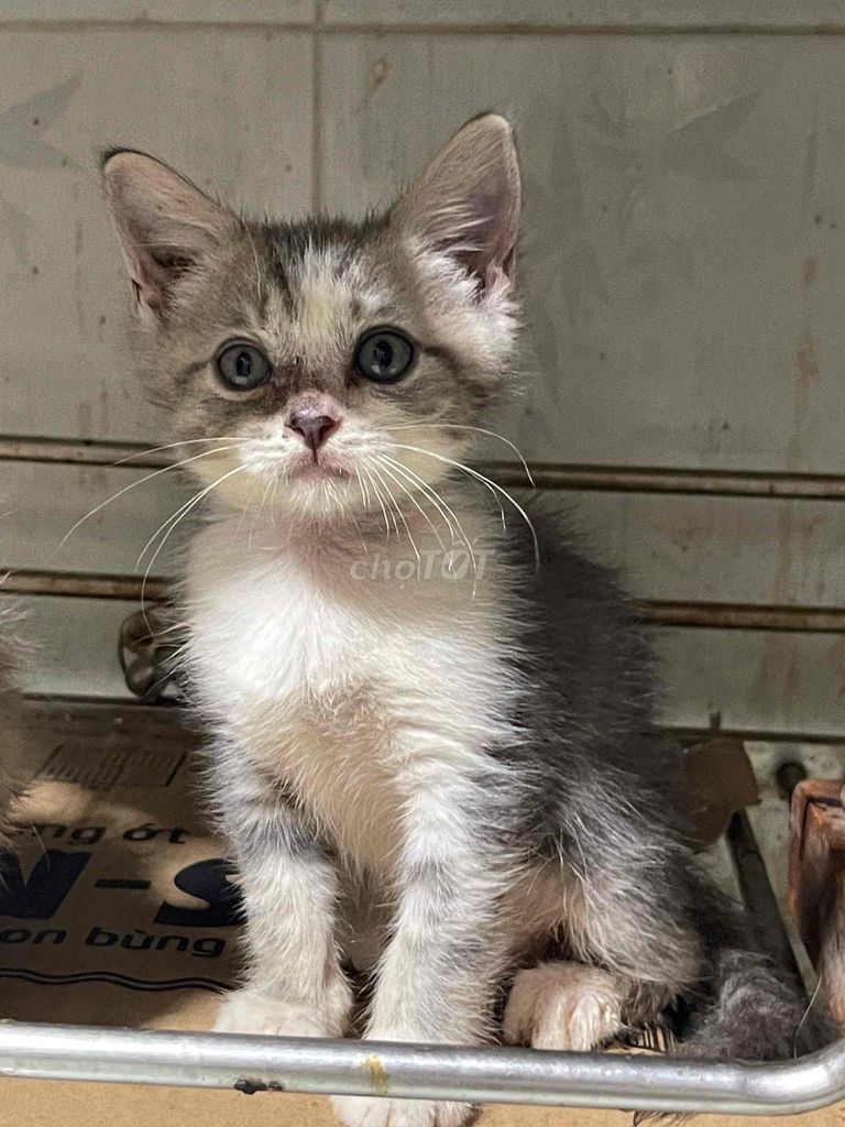 Mèo anh lông ngắn. Mua bán Mèo tại Quận 12 Tp Hồ Chí Minh được đăng bởi Lâm Lê hình 1
