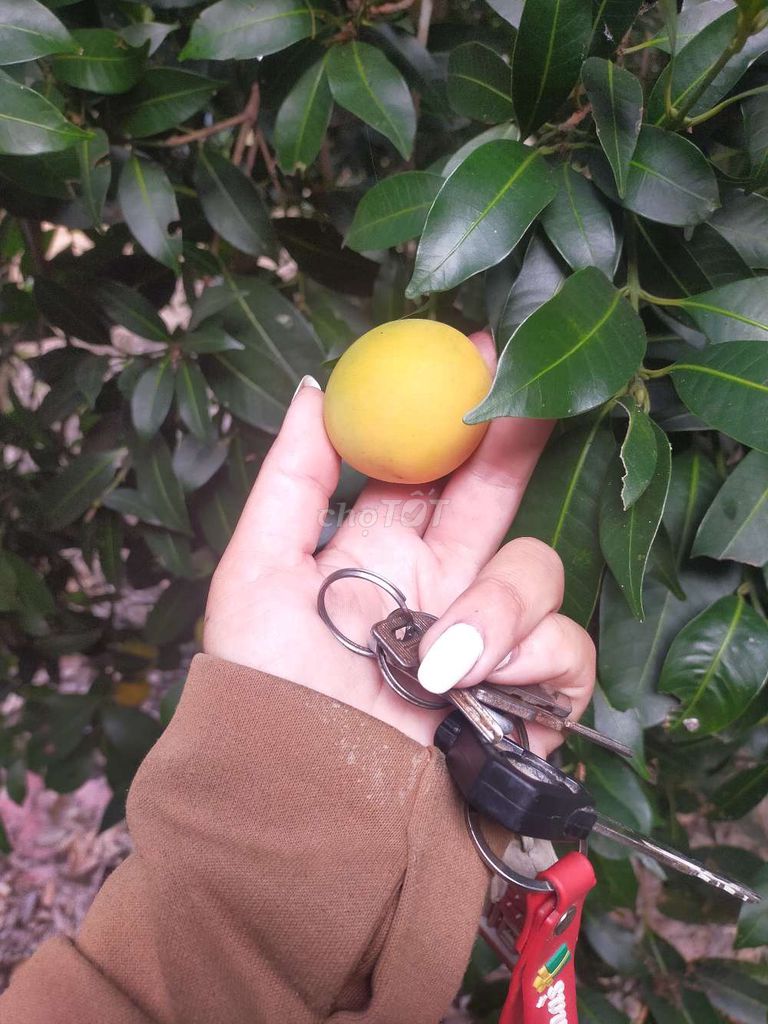 Thanh trà Việt Nam. Mua bán Đồ ăn, thực phẩm và các loại khác tại Huyện Trà Ôn Vĩnh Long được đăng bởi TT hình 1