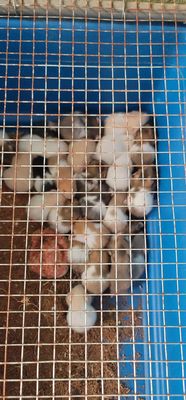 Hamster bear sỉ và lẻ. Mua bán Thú cưng khác tại Thành phố Sóc Trăng Sóc Trăng được đăng bởi Nguyễn Tài