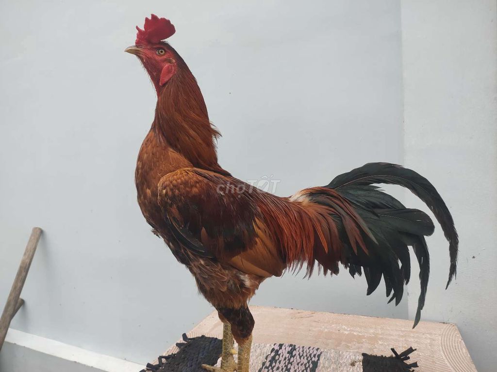 Gà Vàng 3kg chân Xanh. Mua bán Gà tại Huyện Châu Thành Tiền Giang được đăng bởi pham truong duy hình 3