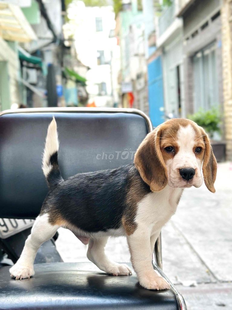 Beagle thuần chủng siêu đẹp