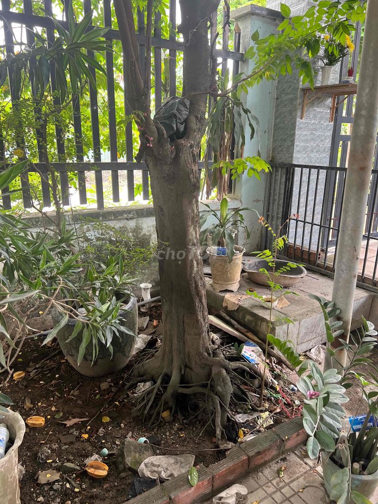 Cây khế Cây cảnh. Mua bán Cây cảnh, đồ trang trí tại Huyện Vĩnh Cửu Đồng Nai được đăng bởi trai vinh cuu hình 1