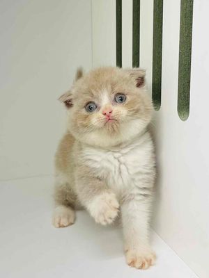 TÌM NHÀ MỚI CHO BÉ MÈO. Mua bán Mèo tại Quận 11 Tp Hồ Chí Minh được đăng bởi Thanh Hý