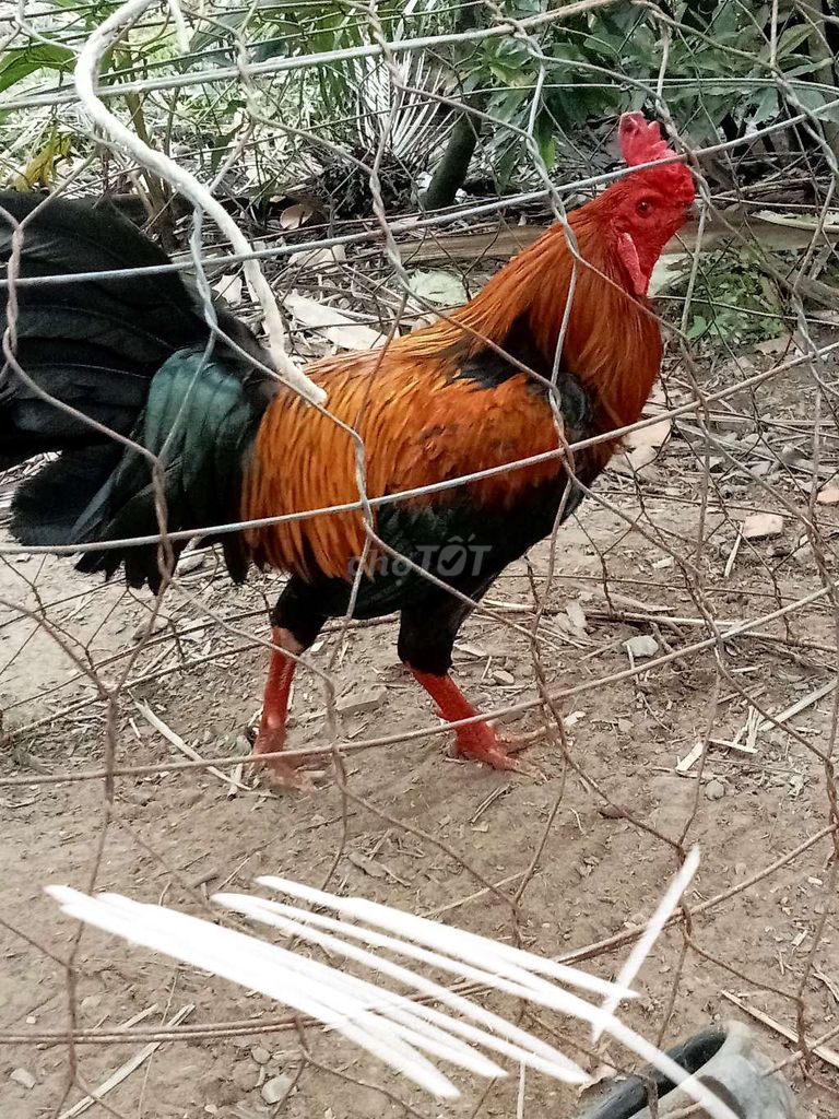 bể cọc đăng lại que nghệ xổ tốt . Mua bán Gà tại Huyện Mỏ Cày Bắc Bến Tre được đăng bởi Thanh hung hình 1