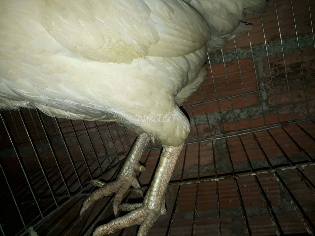 Gà mái Bướm gần 2.4kg , mới đẻ 2 lứa , có cựa dài. Mua bán Gà tại Huyện Long Thành Đồng Nai được đăng bởi Nguyễn Văn Hậu hình 1